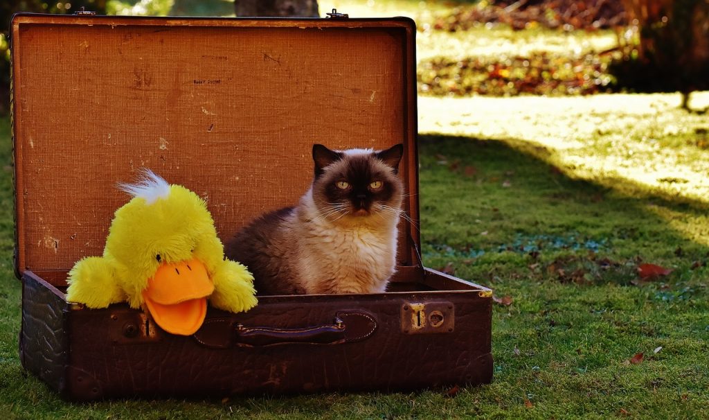 luggage, antique, cat