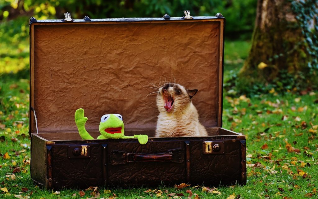 kermit, suitcase, antique-1706049.jpg