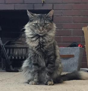 Care Bear