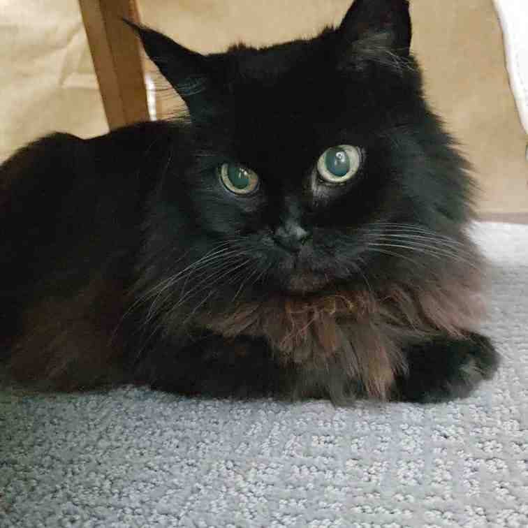 Ming 4